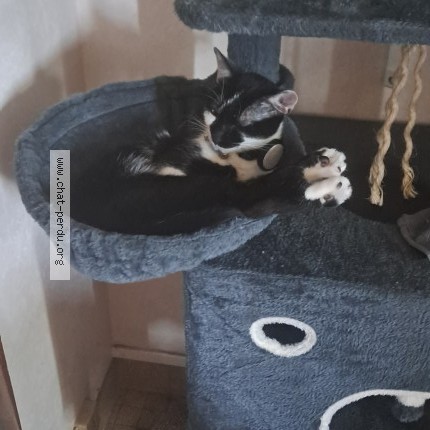 Photo 1/1 Chat retrouvé Perdu à Issoudun