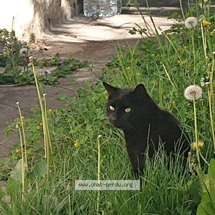Photo de chat perdu à Dornecy