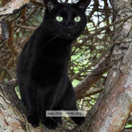 Photo de chat perdu à Boe
