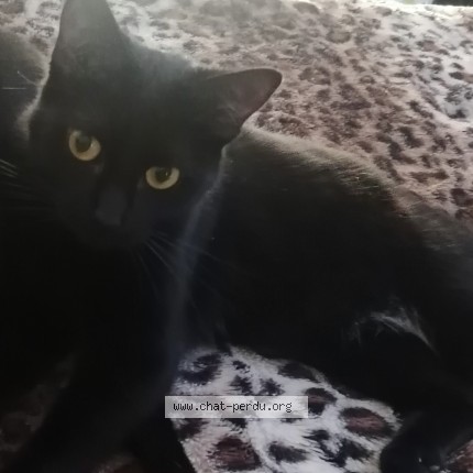 Photo de chat perdu à Courbevoie