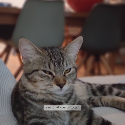Photo de chat perdu à Toulouse