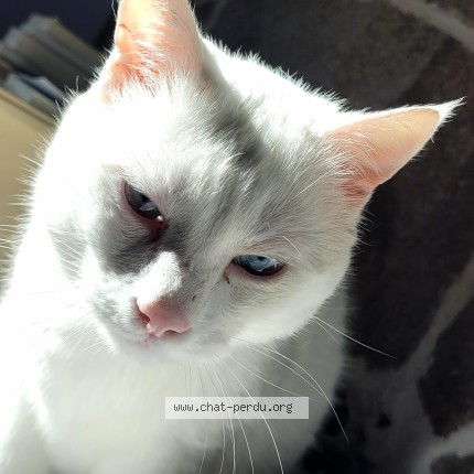 Photo de chat perdu à Baguer Morvan
