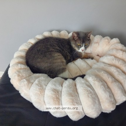 Photo 1/1 Gribouille Chat perdu à Tramain