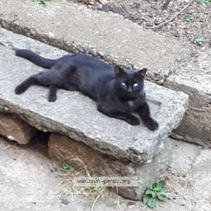 Photo de chat perdu à Lyon