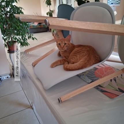 Photo de chat perdu à Galgon