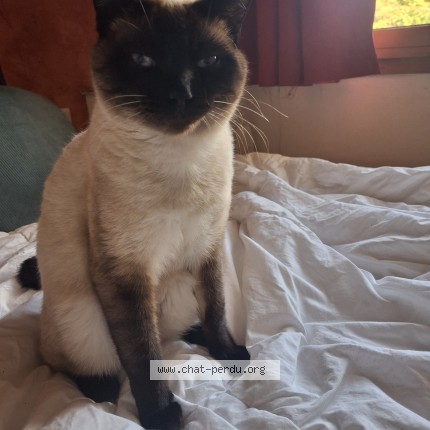 Photo de chat perdu à La Longeville