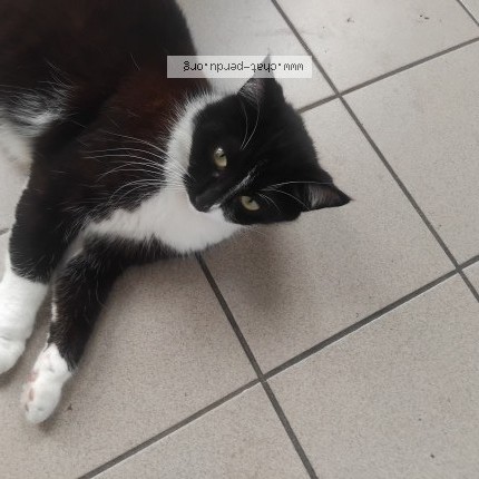 Photo de chat perdu à Roncq 59223