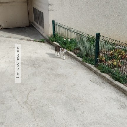 Photo de chat trouvé à Vanves