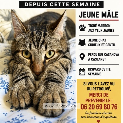 Photo de chat perdu à Castanet Tolosan