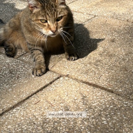 Photo 2/2 Chat trouvé Trouvé à Genissieux