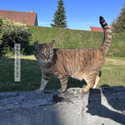 Photo 1/1 Nala Chat perdu à Canville Les Deux Eglises