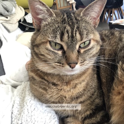 Photo de chat perdu à Orthez