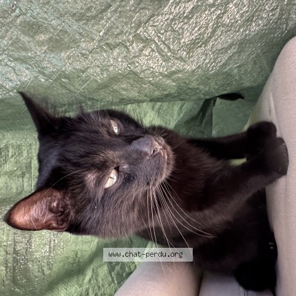 Photo 1/1 Chat trouvé Trouvé à Geneve