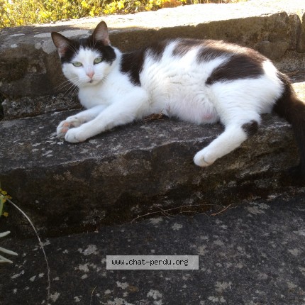 Photo de chat perdu à Royat