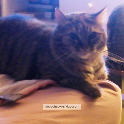 Photo de chat perdu à Lille France