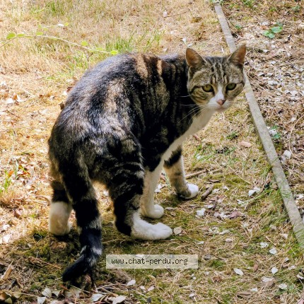 Photo 1/1 Chat trouvé Trouvé à Montigny Le Bretonneux