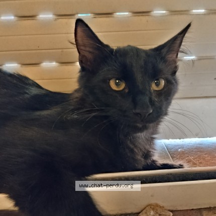 Photo 1/1 titi Chat perdu à Marseille