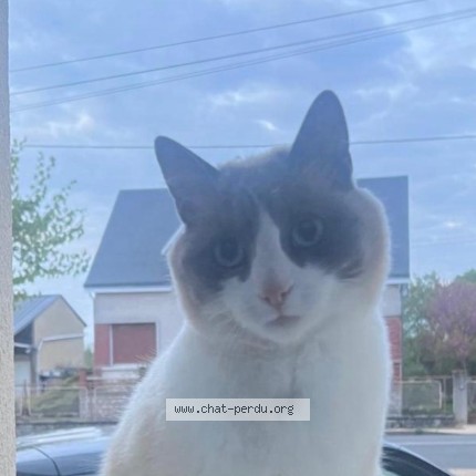 Photo de chat perdu à Sury Aux Bois