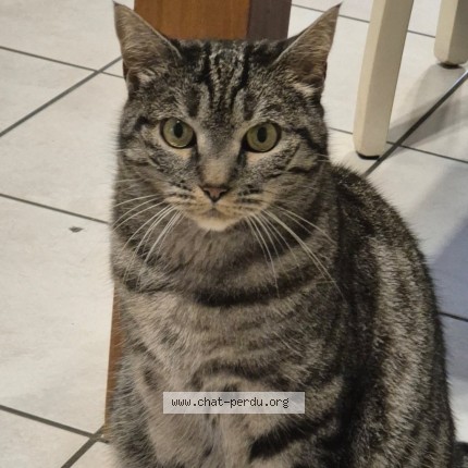 Photo 1/3 Minouchka Chat perdu à Saint Etienne