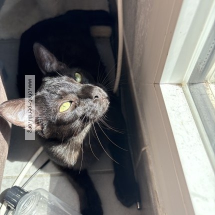 Photo de chat perdu à Toulouse