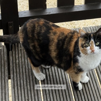 Photo de chat perdu à Charantonnay