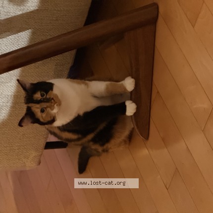 Photo 1/1 Chat retrouvé Perdu à Montreal