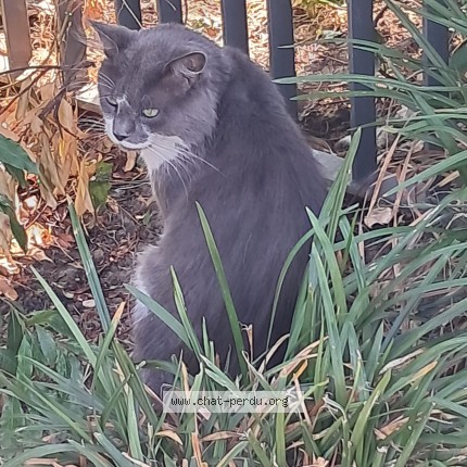 Photo 1/1 Chat trouvé Trouvé à Villejuif