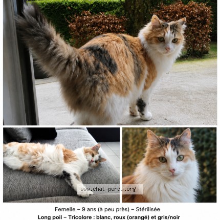 Photo de chat perdu à Marseille