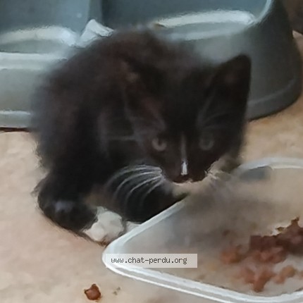 Photo 1/1 Chat trouvé Trouvé à Vert St Denis