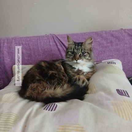 Photo de chat perdu à Bethoncourt