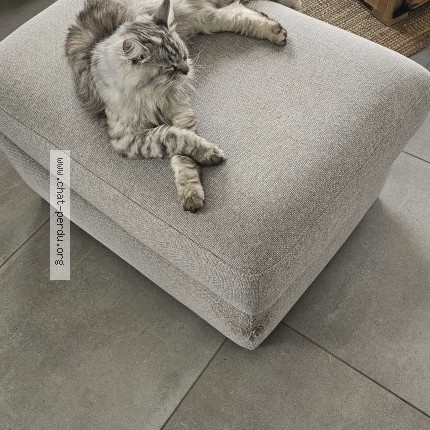 Photo de chat perdu à Magnicourt En Comte