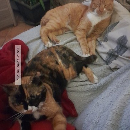 Photo de chat perdu à Cestayrols