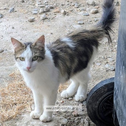 Photo 1/1 Chat trouvé Trouvé à Mizerieux