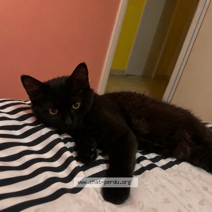 Photo 1/1 Barbouille Chat perdu à Araujuzon