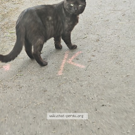 Photo 1/1 Chat trouvé Trouvé à Nancy