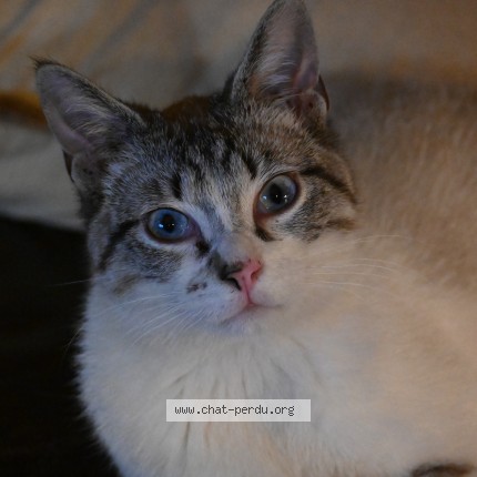 Photo de chat perdu à Dammartin Sur Tigeaux
