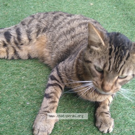 Photo de chat trouvé à 5 Rue Victor Carbon Blanc 33560