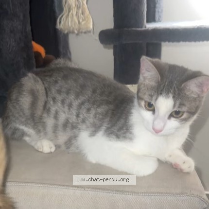 Photo de chat perdu à Avignon