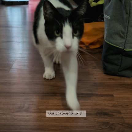 Photo 1/1 Chat trouvé Trouvé à Vieillevigne