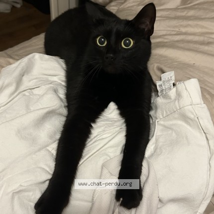 Photo de chat perdu à Rennes