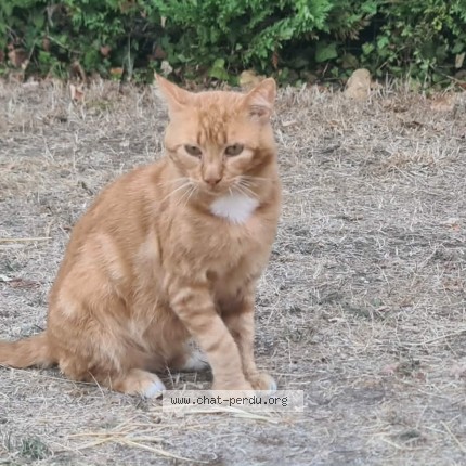 Photo 1/1 Chat trouvé Trouvé à Ferrieres D Aunis