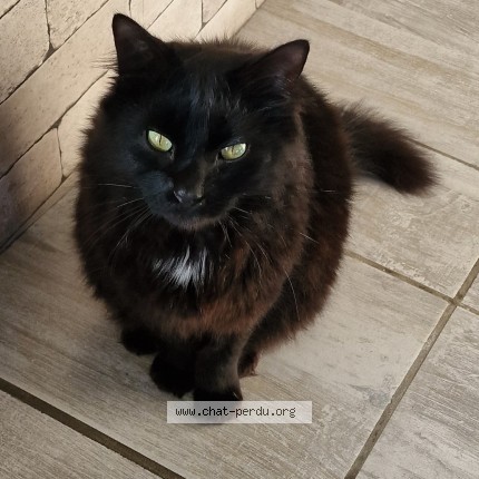 Photo de chat perdu à Hem Hardinval
