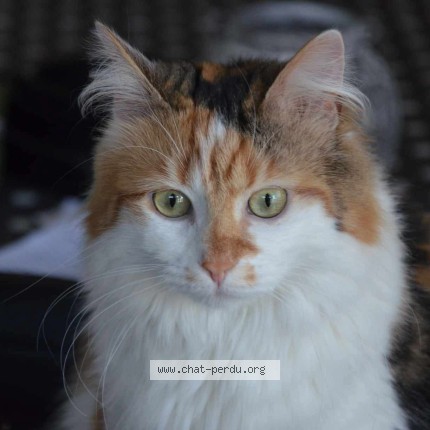 Photo de chat perdu à Saint Erblon