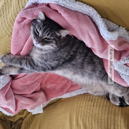 Photo de chat perdu à Nebouzat