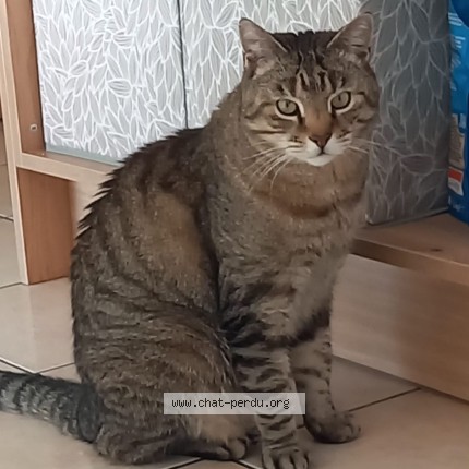 Photo 1/1 Chat retrouvé Perdu à Ploemeur