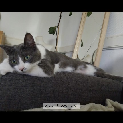 Photo 1/1 Freyja Chat perdu à Le Puy En Velay