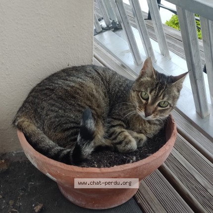 Photo 1/1 Chat trouvé Trouvé à Vitry Sur Seine