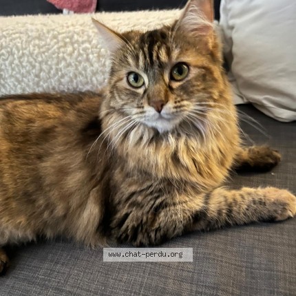 Photo de chat perdu à Saulx Les Chartreux
