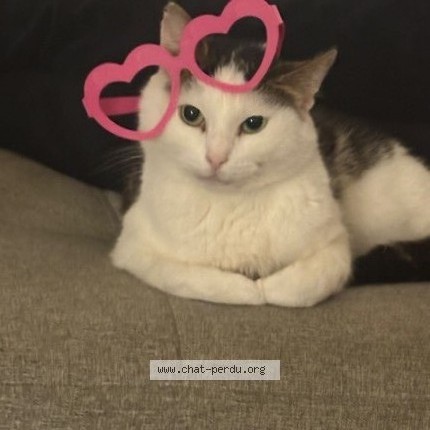 Photo de chat perdu à Roubaix