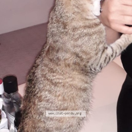 Photo de chat perdu à Gonesse